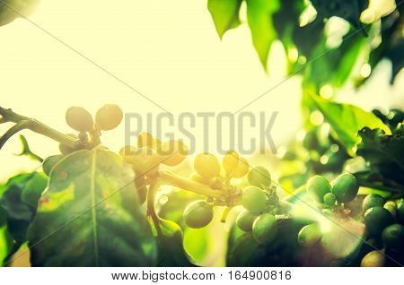 Fresh ripening Coffee Cherries on coffee trees with Selective Focus vintage tone