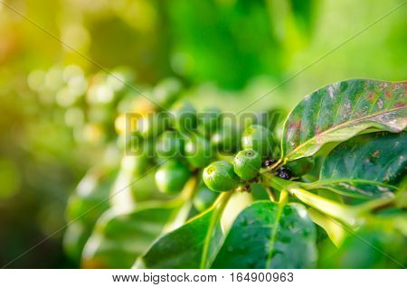 closeup of coffee berries growing on branches