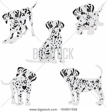 Dalmatians, cute puppy, sad. Vector Illustration Portrait of Dalmatian Puppy. Dog isolated