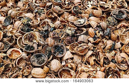 Cracked rotten nuts infected with mold, top view.