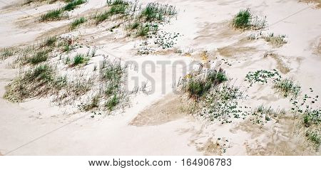 Green grass on white sand, natural background.