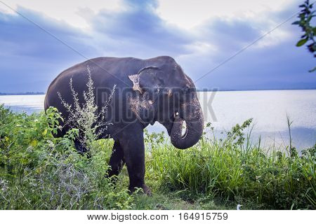 Sri Lanka elephant in Uda Walawe national park, Sri Lanka ; specie Elephas maximus maximus family of Elephantidae