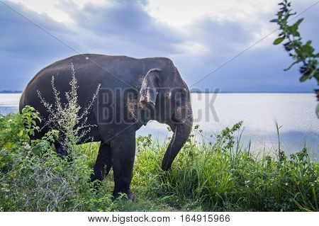 Sri Lanka elephant in Uda Walawe national park, Sri Lanka ; specie Elephas maximus maximus family of Elephantidae