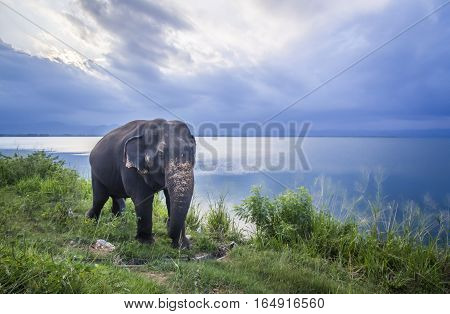 Sri Lanka elephant in Uda Walawe national park, Sri Lanka ; specie Elephas maximus maximus family of Elephantidae