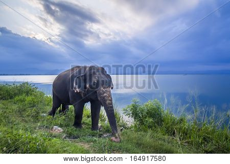 Sri Lanka elephant in Uda Walawe national park, Sri Lanka ; specie Elephas maximus maximus family of Elephantidae