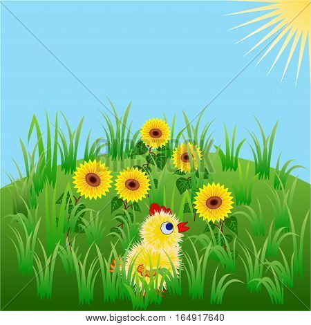 Little chicken on a green valley amongst sunflowers