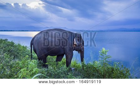 Asian elephant in Uda Walawe national park, Sri Lanka ; specie Elephas maximus maximus family of Elephantidae