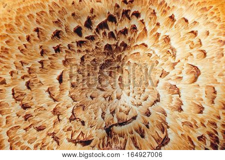 Surface texture mushroom cap Sarcodon imbricatus. Plant texture.