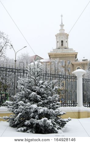 powdered with frost fir on the background of the building with a spire
