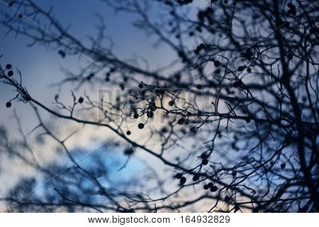 Bare tree branches at autumn evening on the sky background