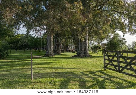 Open gate in a field in Argentina, tranquera Argentine