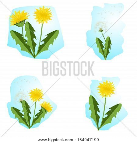 Vector illustration dandelions with leaves flower meadow. Summer flower natural season beautiful yellow dandelion. Dandelion vector icon blowing garden botany floral logo.