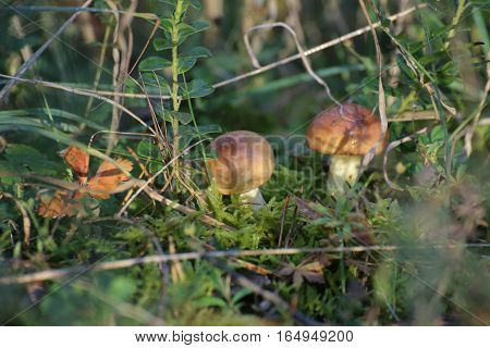 Two Fruit Bodies Of Of Weeping Boletes (suillus Granulatus)