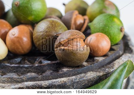 Macadamia in shell nuts harvest close up