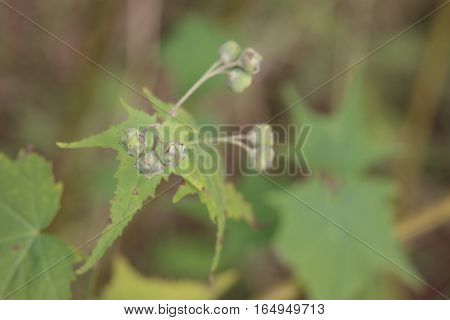 Fruits Of Sida Hermaphrodita, Known By The Common Name Virginia Fanpetals