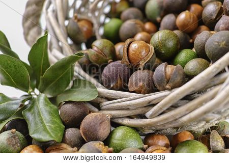 Macadamia is shell nuts harvest close up