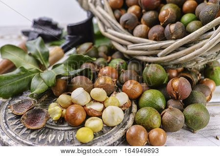 Macadamia in shell nuts harvest close up