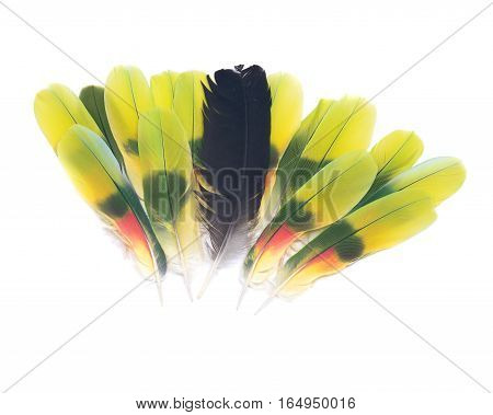 Black raven feather and colorful parrot feathers isolated on white background
