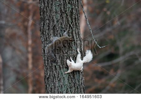White Squirrel In Olney