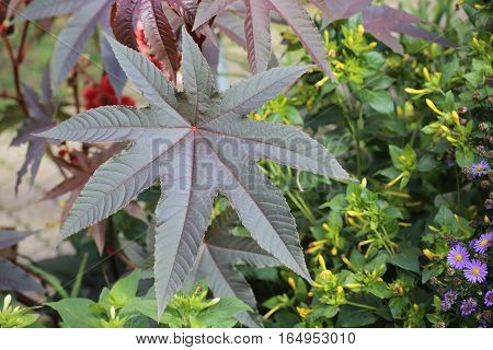 Leaf Of The Poisonous Castorbean (ricinus Communis)