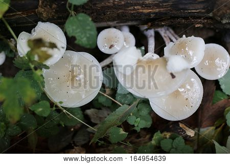 Oudemansiella Mucida, Commonly Known As Porcelain Fungus