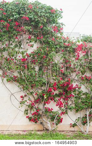 Pink flowers. Landscaping. Flowers photo concept.  Summer photo concept