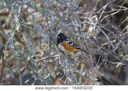 Spotted Towhee in bush on edge of woods.