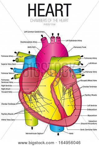 Chart of HEART Anterior view with parts name - Vector image