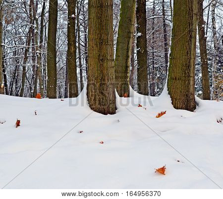 Landscape. Early winter in park. On the hill trunks of oaks among snowdrifts and last fallen-down orange leaves on snow. Image can be used as background.