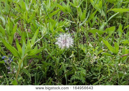 The lowly dandelion makes a very pretty head and is full of vitamins.
