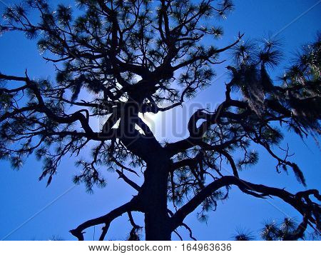 Moonlight filtered through mossy southern pine tree.