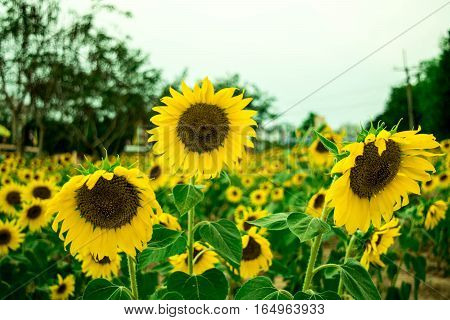 Sunflower blooming beautiful summer day in Biafra time.