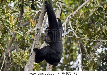 the siamang monkey is bellowing to the other monkeys