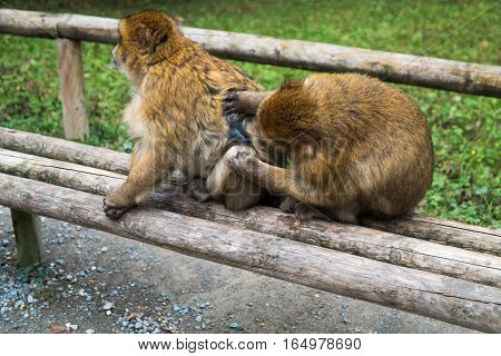 Monkey Forest - Two Monkeys Groom Eachother