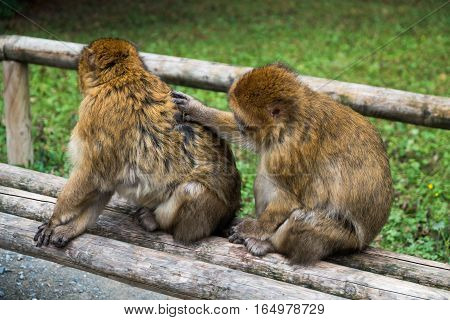 Monkey Forest - Two Monkeys Groom Eachother