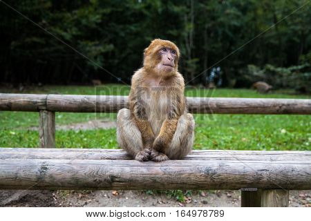 Monkey Forest - Grinning