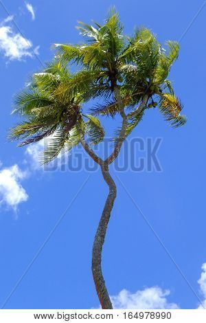 Double-headed coconut tree on Tongatapu island in Tonga. Tongatapu is the main island of the Kingdom of Tonga.