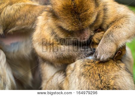 Monkey Forest - Grooming