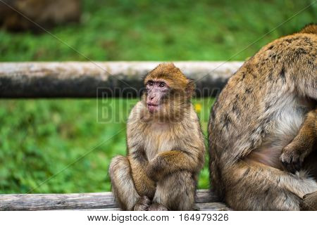 Monkey Forest - Sitting Next To Mother