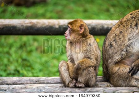 Monkey Forest - Sitting Next To Mother