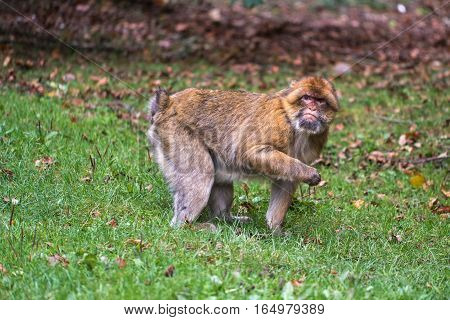 Monkey Forest - Looking For Food