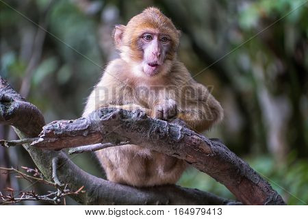 Monkey Forest - Grinning Infant