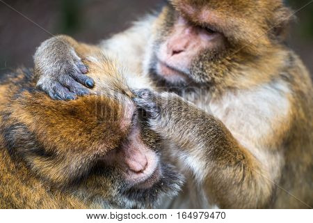Monkey Forest - Hard Grooming