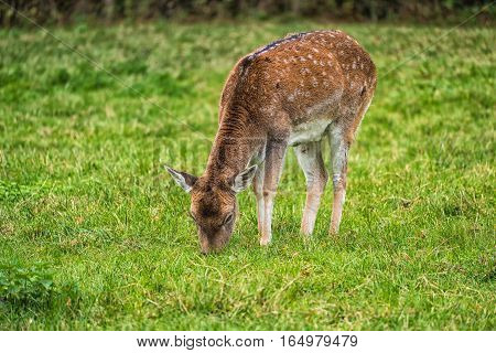 Monkey Forest - White-tailed Deer