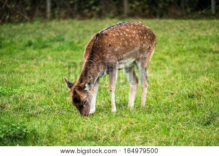 Monkey Forest - White-tailed Deer