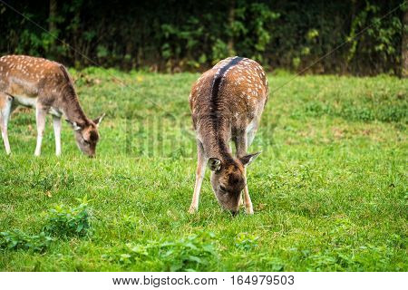 Monkey Forest - White-tailed Deer