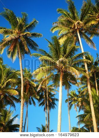 Palm trees agains blue sky in Lavena on Taveuni Island Fiji. Taveuni is the third largest island in Fiji.