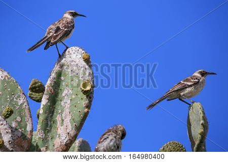Galapagos Mockingbirds Sitting On A Cactus, Genovesa Island, Galapagos National Park, Ecuador
