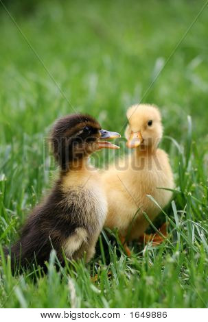 Mignons petits canetons