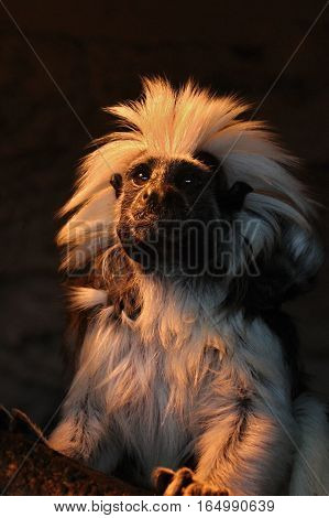 On the image is a little monkey. Cottontop Tamarin